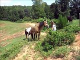 Dynasty's Miss Kitty buckskin Tennessee Walking Horse mare