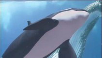 Killers in Eden : Orca CGi Computer animation VFX