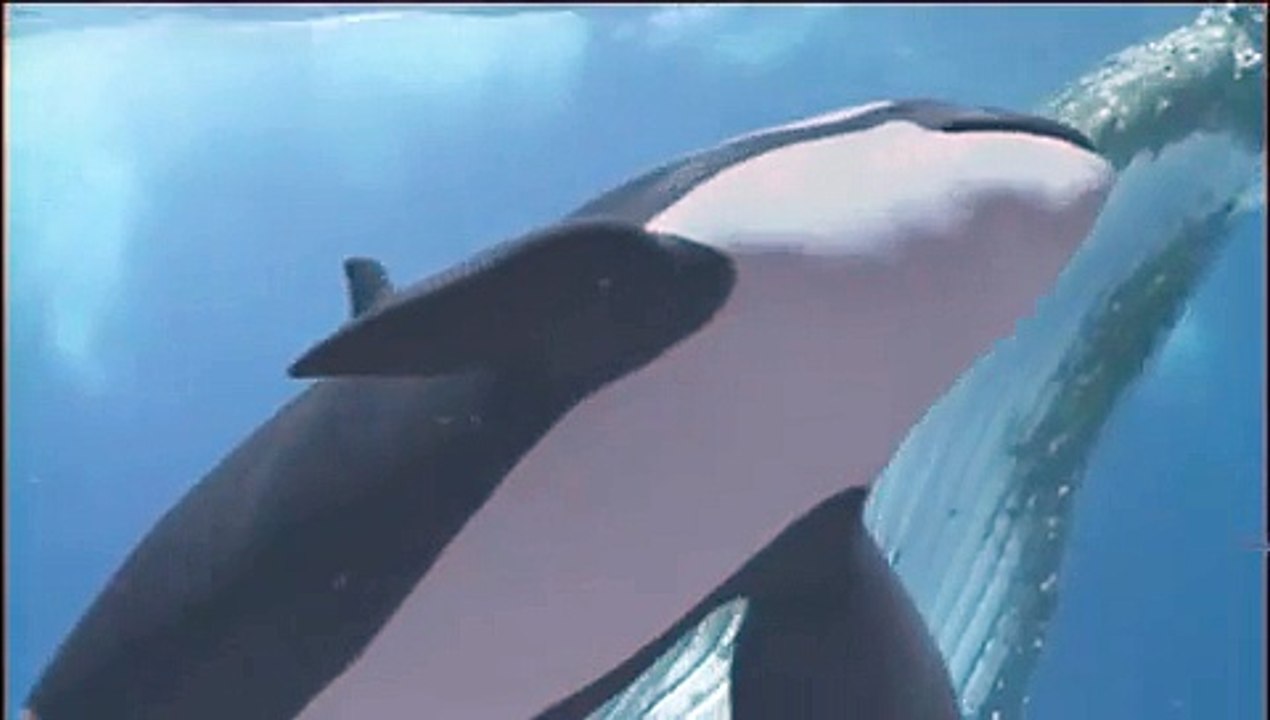 Killers in Eden : Orca CGi Computer animation VFX