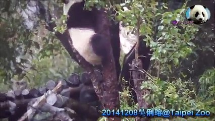 20141208 圓圓對仔仔的愛