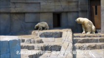 札幌円山動物園の白クマの赤ちゃん- 1