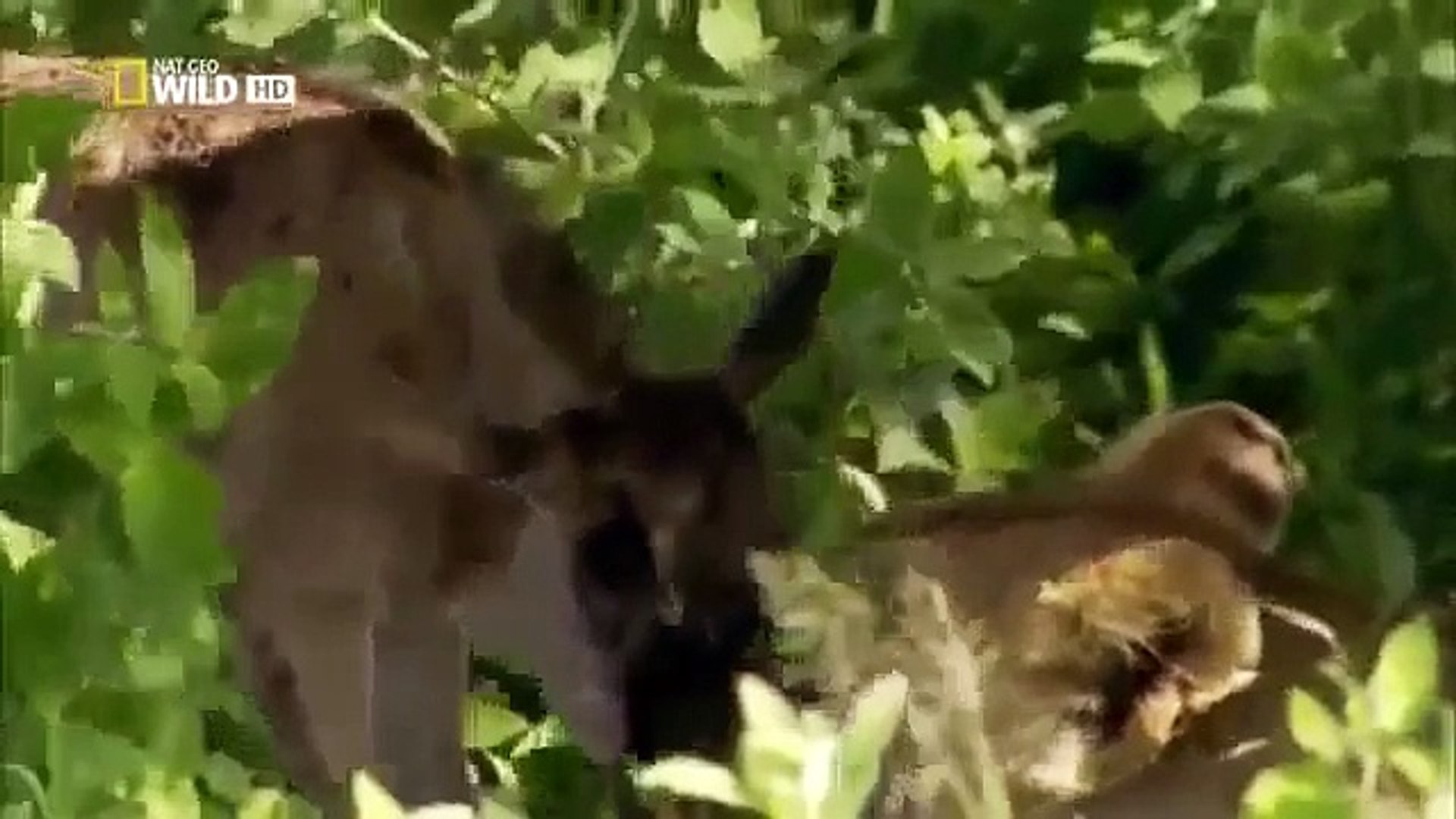 New Born Gnu Antelope saved by lioness : A fairy tale Nat Geo HD