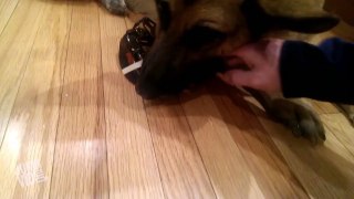 Dog Protects His Best Lobster Friend onwatch dailymotion