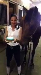 Have You Ever Seen A Horse Doing This Before - Funny Videos
