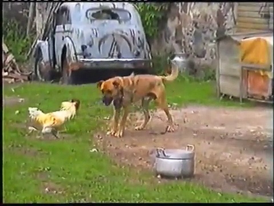 rooster and dog fighting