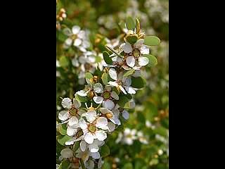 I've got the joy joy, down in my heart