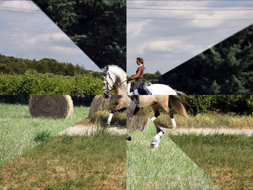 VENDU! Dianthus d'Aguentin 5 ans Lusitanien PP