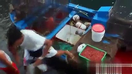 Weird Creature Appears near Miami Beach Resort