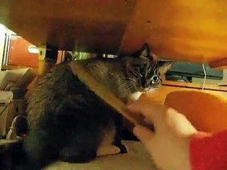 パパはひたすらジャンくんをブラッシング　元野良猫の保護里親記録