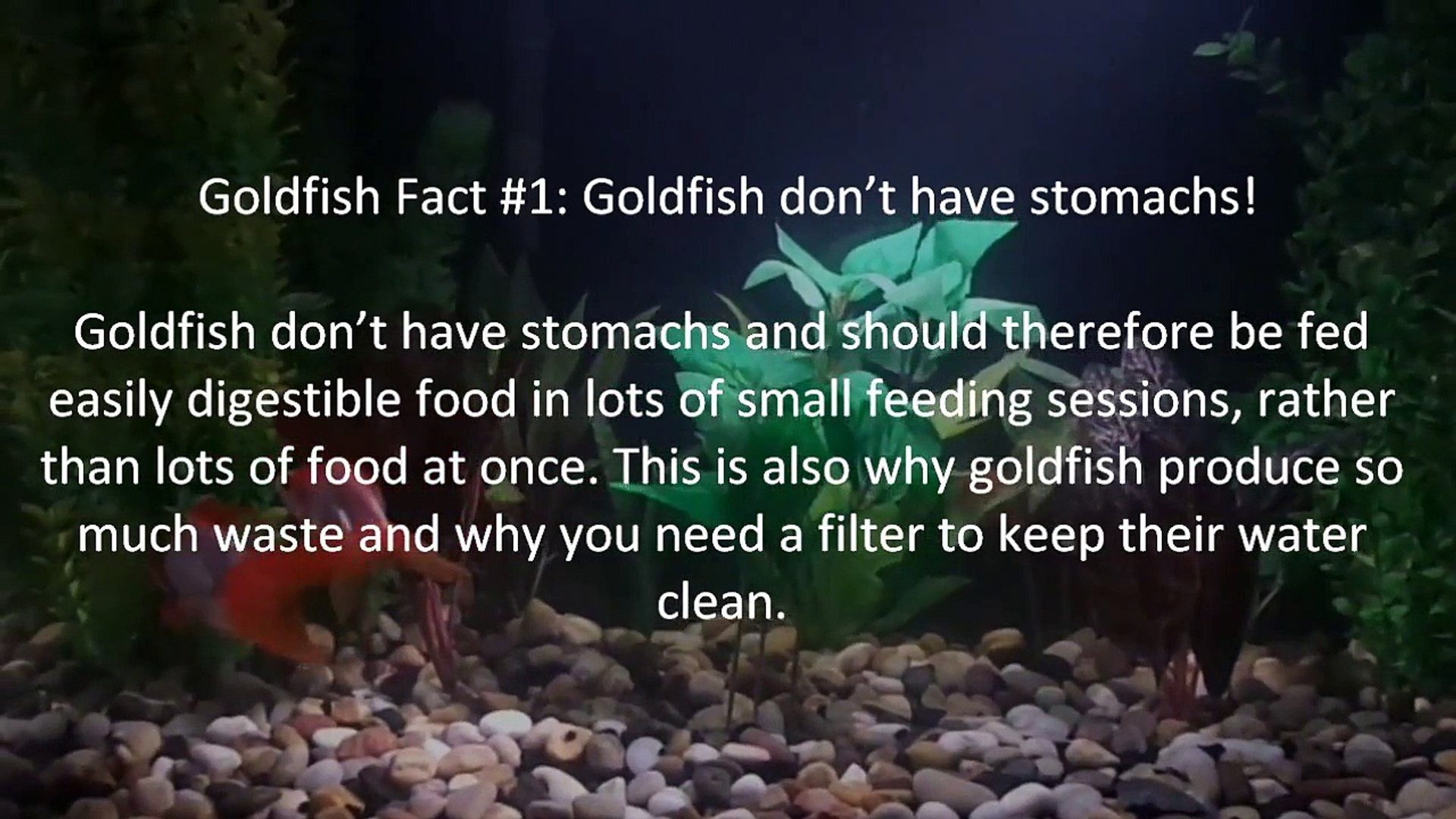 ⁣True GoldFish Facts (video 5)