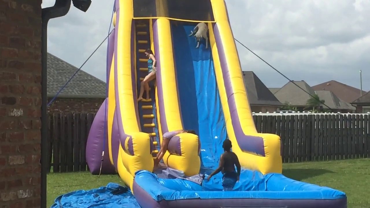 Un chien aime faire du toboggan gonflable