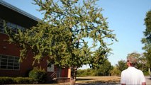 Ginkgo Tree, Ginkgo biloba - Shade Trees Growing at Tifton, Georgia