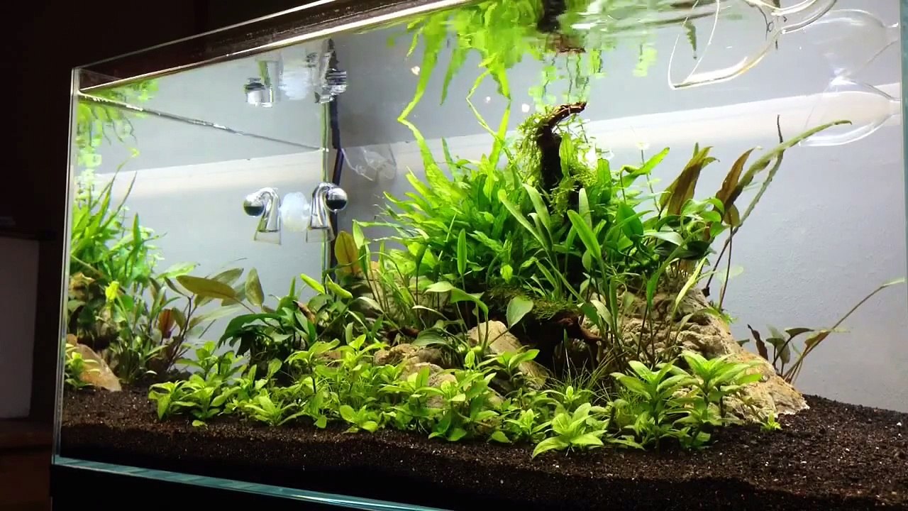 Aquascape - TMC Signature Planted Aquarium - 3 weeks.