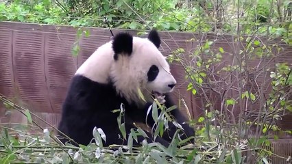 Top Funny Videos Cats Dogs Funny Cute Animals Eating