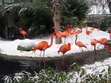 Caribbean/American Flamingos (Phoenicopterus ruber) in the snow, Zoo Vienna