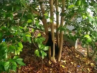 Black cat slips and dies in tree