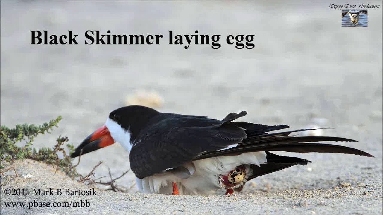 Black Skimmer laying egg