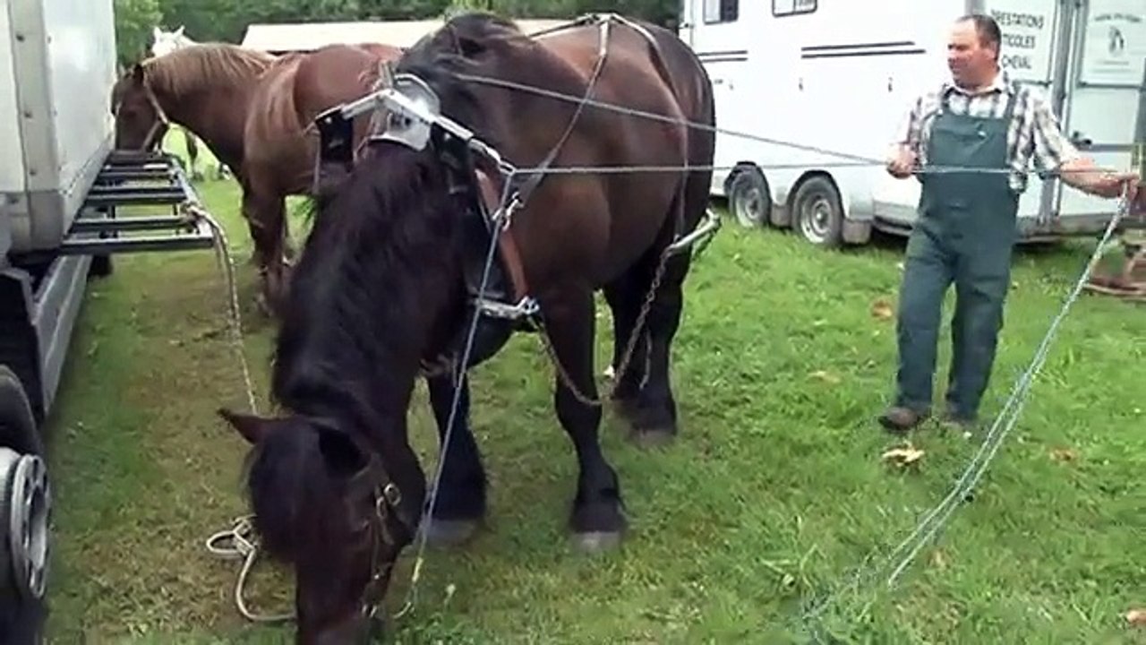 Traction animale au Château Massereau