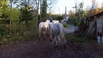 Emile et ses chevaux boulonnais