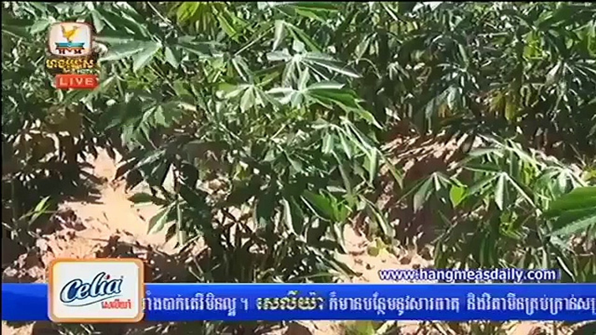 Khmer Agriculture news at Banteaymeanchey,Khmer hot express news Morning 17 06 2015