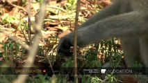 Baby vervet monkeys explore & play