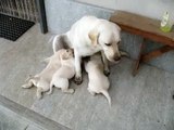 Mom & sons labrador