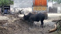very angry desi bull  in india