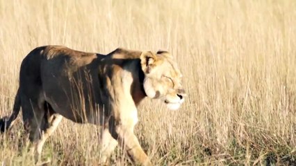 Beautiful video footage of Lady Liuwa in the morning light. Liuwa Plain National Park, Zambia.