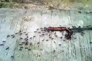 Bu Karıncalar Bambaşka! (Müthiş Bir Şey!)