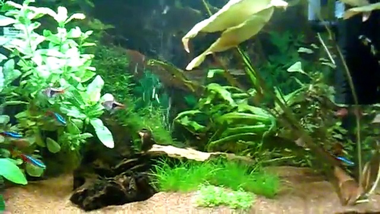 il mio acquario.mp4