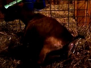 SGM ~ Secrets Kidding - Pushing and delivery of 1st kid (1 of 6)