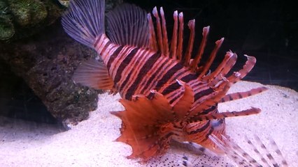 Red Fin Russells Lionfish has a deep coloration today.