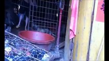 Stop Yulin dog meat festival