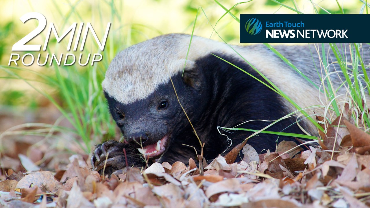 Honey badger bandit, koala cuteness & an avalanche-surfing hare