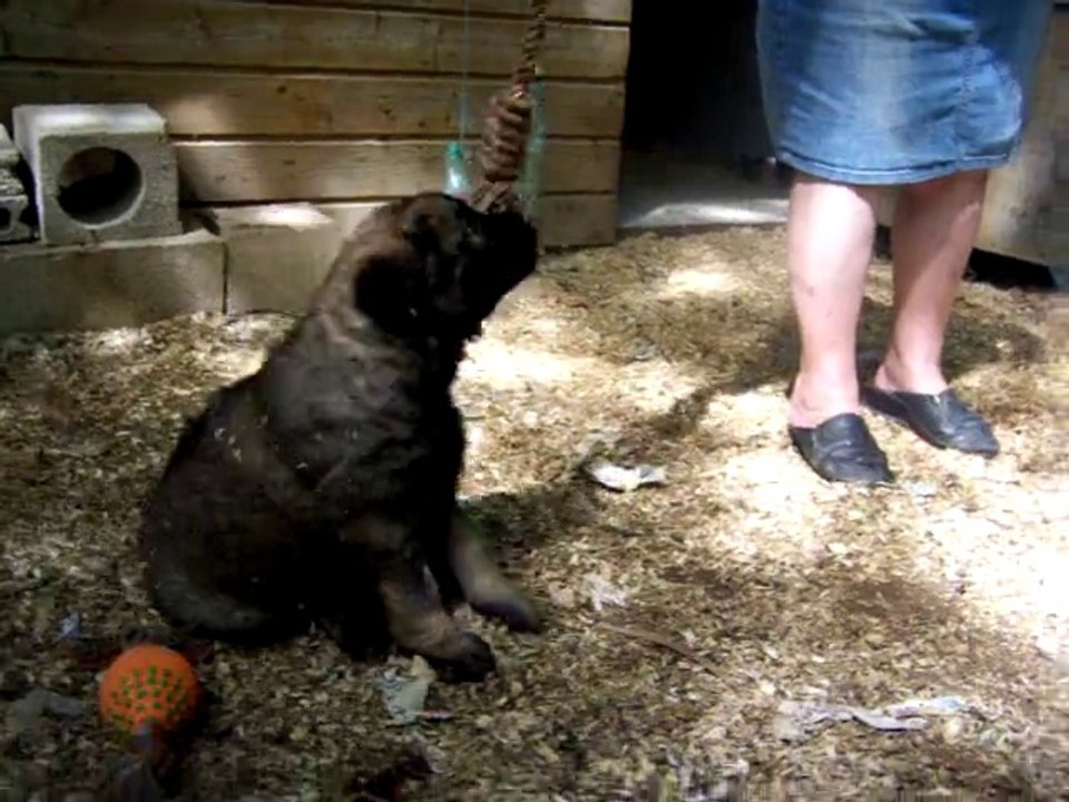 chiots Léonberg des Nuits Etoilées par le Roy Tatius