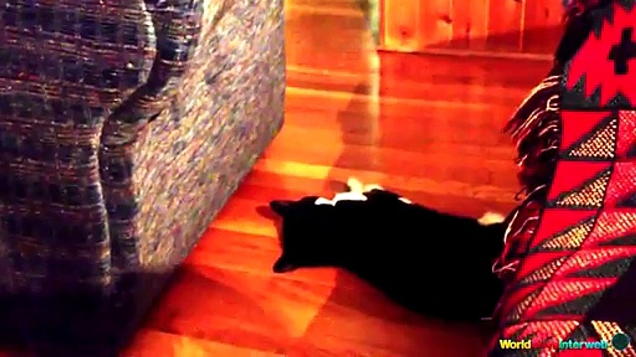 The Ultimate Cat Fails Compilation