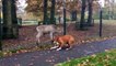 When Crazy Animals Attack   Boxer dog attacks rabid deer behind fence ~ Best Funny Animals 2014