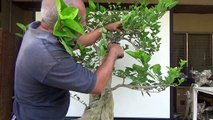 Bonsai Tutorials for Beginners: How to trim Pre Bonsai Material (Half way stage to bonsai)