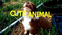 New Dogs loving rain and puddles - Funny and cute dog compilation