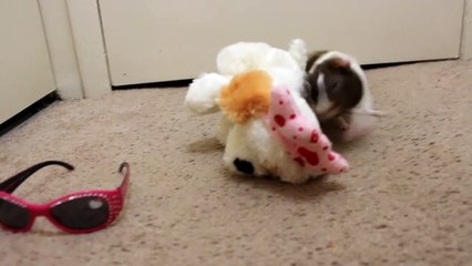 Guinea Pig Playing With A Stuffed Animal