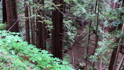 Santa Cruz Mountains Hikes