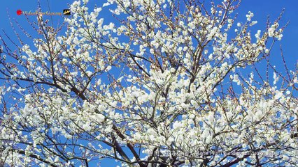熱海梅園　静岡　Atami Plum garden Shizuoka Japam 【4K UHD】美しい日本の風景 The Beautiful Scenery of Japan