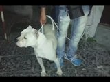 Castel Volturno (CE) - Combattimenti tra cani finiti su Facebook, 4 denunce (19.06.15)