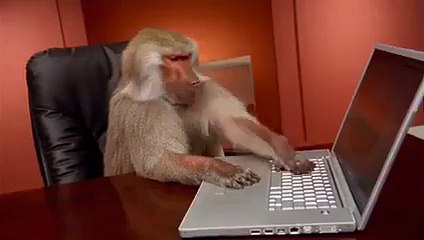 monkey use laptop hahahah