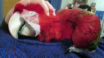 Un perroquet qui aime les caresses