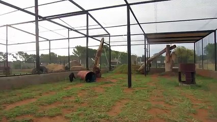 Playing with Pardus the black leopard at Cheetah Experience