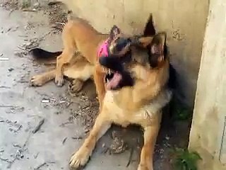 "aggressione "di un cojote ad un pastore