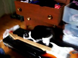 Minnie the Kitten Plays Guitar, Again!