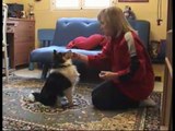 Puppy Training 7 months - Apport - Control de estímulos