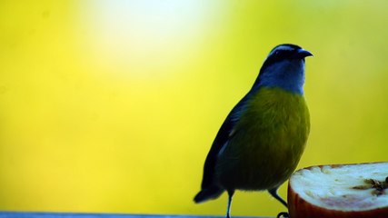 BIRDWATCHING, UBATUBA, SP, BRASIL, 17 DE JUNHO DE 2015, (5)